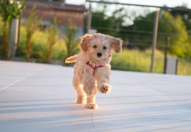 Villa in Sveta Nedelja - Luxury Villa Callista near Labin with kids playground, fitness and heated pool Villa in Sveta Nedelja - Luxury Villa Callista near Labin with kids playground, fitness and heated pool