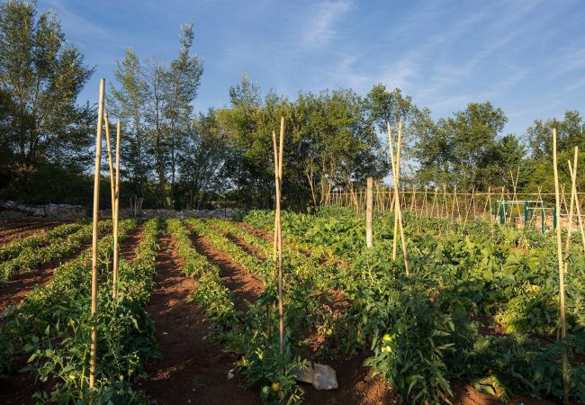 Villa in Ladici - Villa Elena u Ladicima for 8 people with private pool & sports complex in Central Istria Villa in Ladici - Villa Elena u Ladicima for 8 people with private pool & sports complex in Central Istria